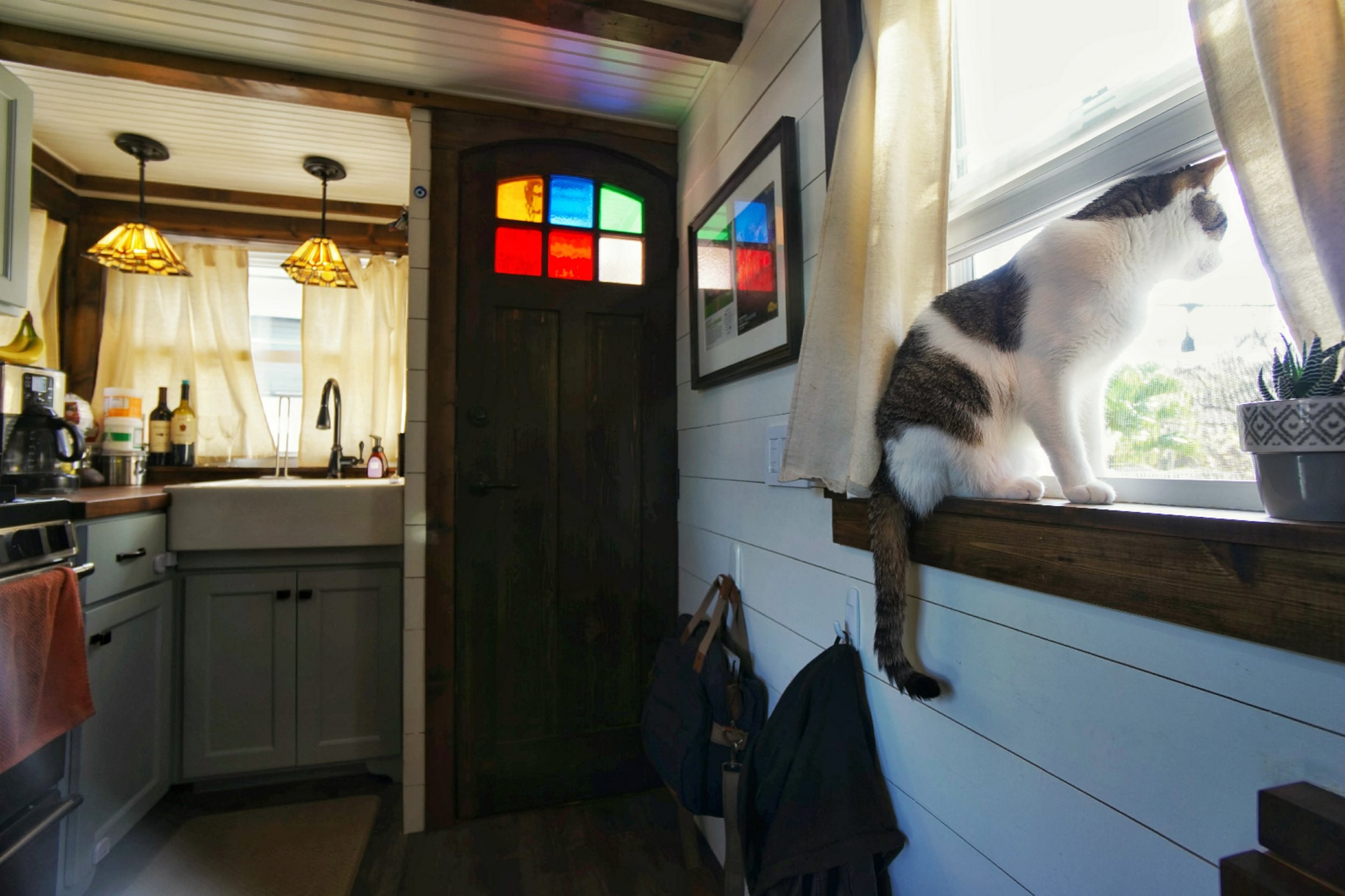 Oliver the cat looking out window in Tiffany the tiny home