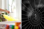 spiders in the uk how to get rid of spiders in house