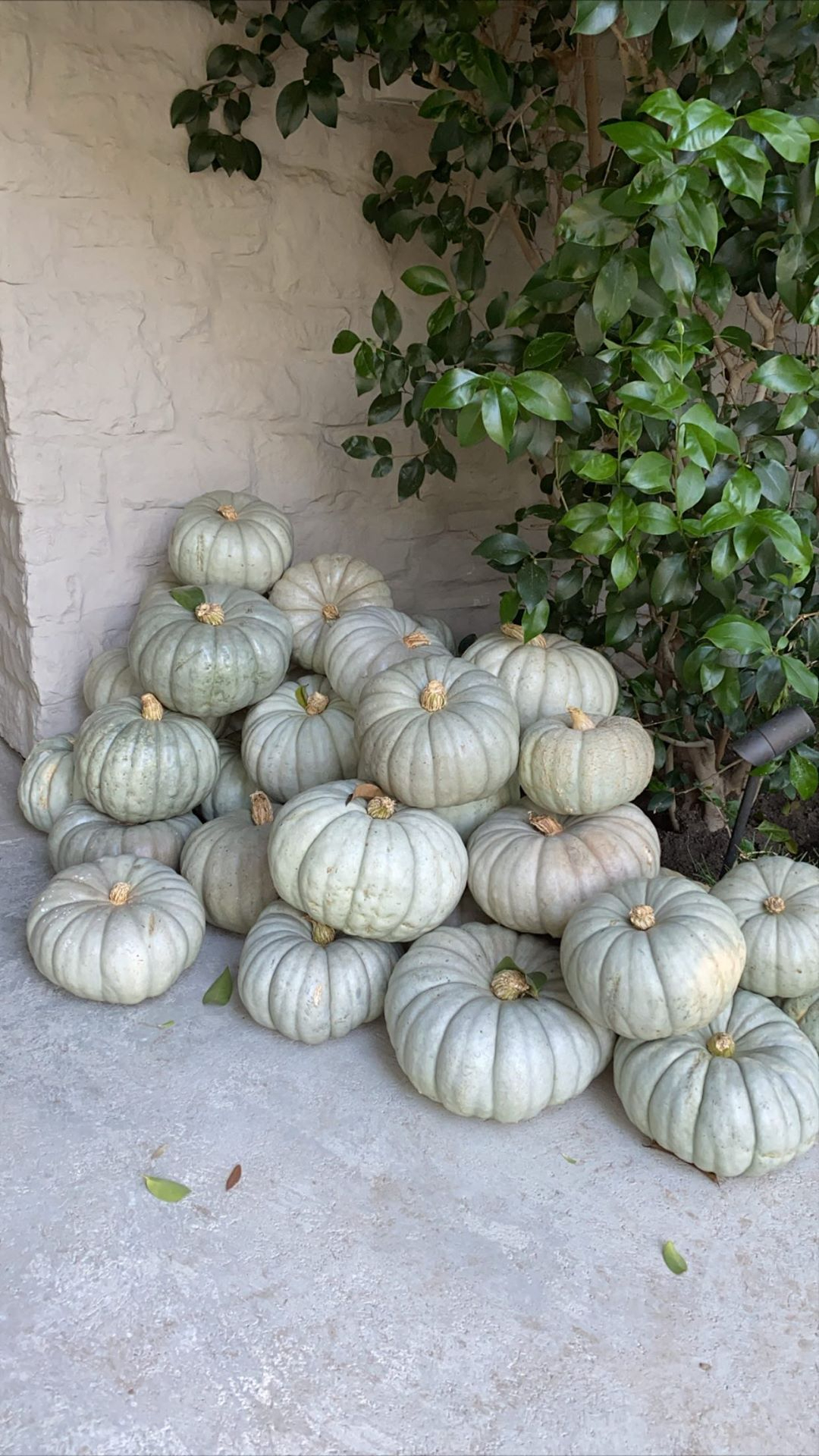 She has piles of white pumpkins, of various sizes, scattered around her estate