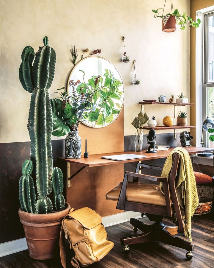 The cactus is the most popular indoor plant on social media (Credit: Hilton Carter/ CICO Books)
